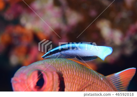 鹹水魚清潔場面 46592018