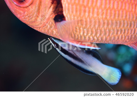 鹹水魚清潔場面 鹹水魚清潔場面 46592020