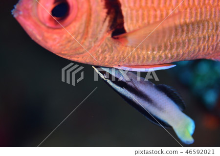 鹹水魚清潔場面 46592021