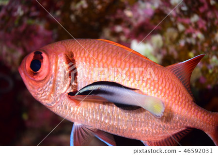 鹹水魚清潔場面 鹹水魚清潔場面 46592031