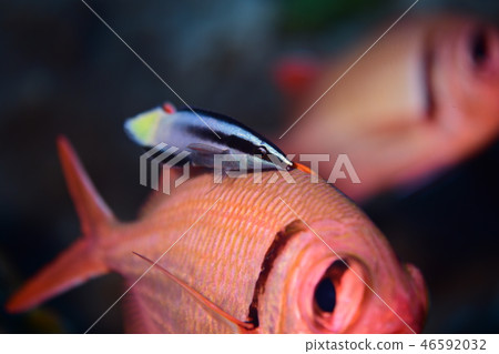 Saltwater fish cleaning scene Saltwater fish cleaning scene 46592032