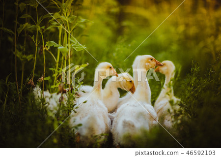 Five young goose together sit in the grass Five young goose together sit in the grass 46592103