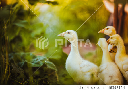 Five young goose together sit in the grass Five young goose together sit in the grass 46592124