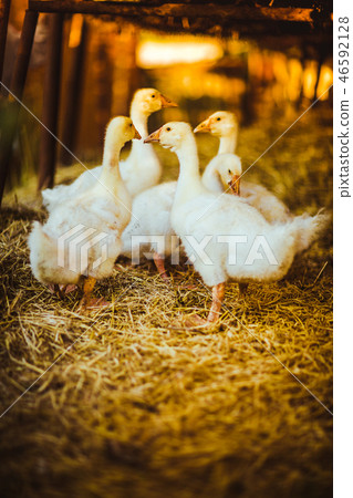 Five young goose together sit in the grass Five young goose together sit in the grass 46592128