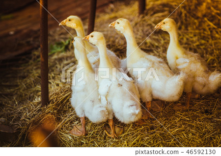Five young goose together sit in the grass Five young goose together sit in the grass 46592130