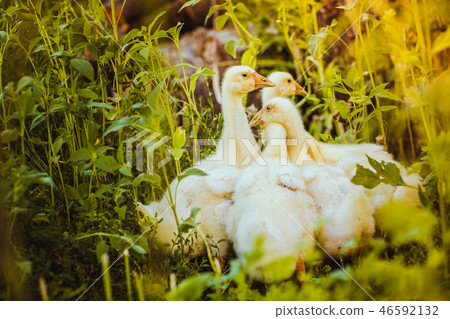 Five young goose together sit in the grass 46592132