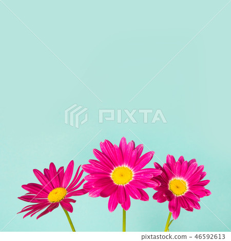Three pink pyrethrum flowers on blue. 46592613