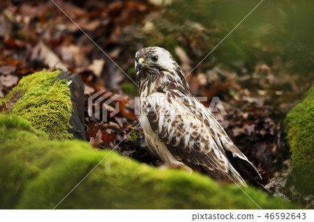 Common buzzard sit on tree trunk - Buteo buteo Common buzzard sit on tree trunk - Buteo buteo 46592643