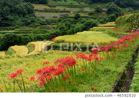 Tanada先生和Higanbana先生 46592810