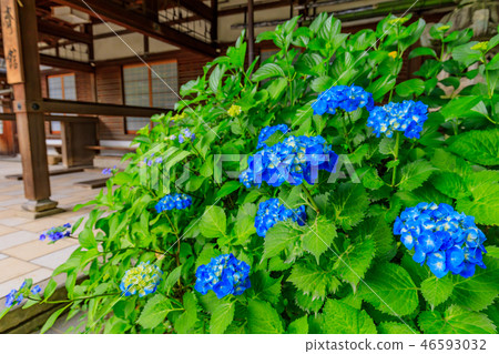 繡球寺京都藤林 繡球寺京都藤林 46593032