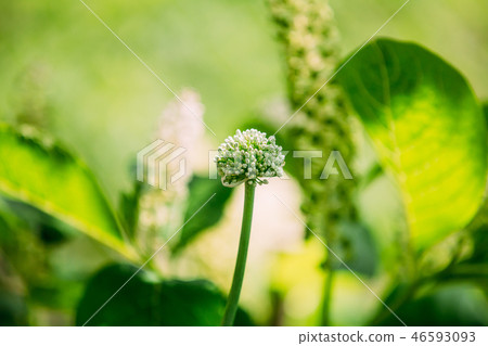 Decorative Allium Onion Blossomed White Flowers In Garden Decorative Allium Onion Blossomed White Flowers In Garden 46593093