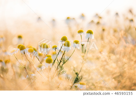 Blooming Wild Flowers Matricaria Chamomilla Or Matricaria Recuti 46593155