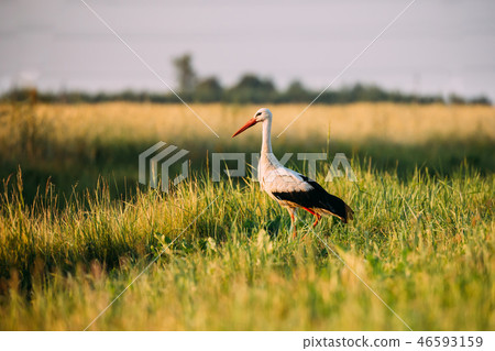 Adult European White Stork Standing In Green Summer Grass In Bel 46593159