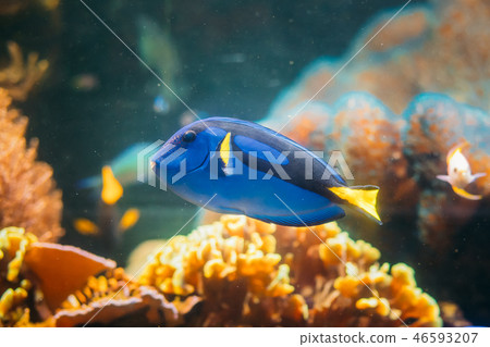 Blue Tang Fish Paracanthurus Hepatus Swimming In Water. Popular Blue Tang Fish Paracanthurus Hepatus Swimming In Water. Popular 46593207