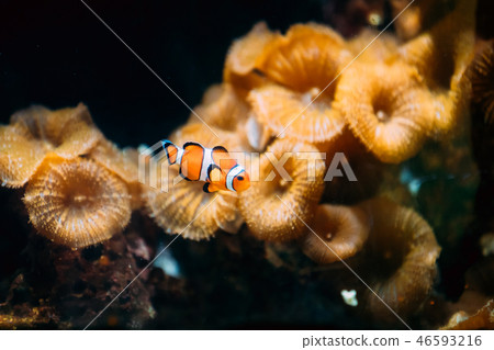 Orange Clownfish Or Amphiprion Percula Or Percula Clownfish And Clown Anemonefish Is A Popular Orange Clownfish Or Amphiprion Percula Or Percula Clownfish And Clown Anemonefish Is A Popular 46593216
