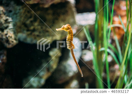 Long-snouted Seahorse Hippocampus Guttulatus Swimming In Aquariu Long-snouted Seahorse Hippocampus Guttulatus Swimming In Aquariu 46593217