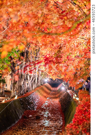 Maple tunnel in autumn of Kawaguchiko, Japan 46593723