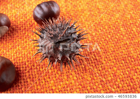 Chestnuts lie on orange hessian. Horse-chestnuts 46593836