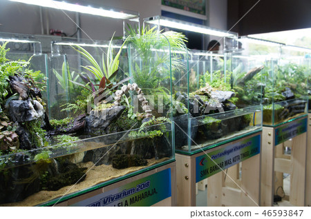 Aqua scape and terrarium  small glass aquarium 46593847