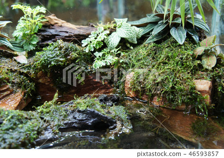 Aqua scape and terrarium  small glass aquarium 46593857