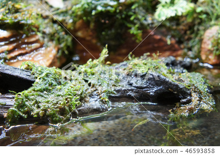 Aqua scape and terrarium  small glass aquarium 46593858