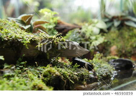 Aqua scape and terrarium small glass aquarium Aqua scape and terrarium small glass aquarium 46593859