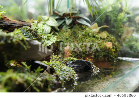Aqua scape and terrarium small glass aquarium Aqua scape and terrarium small glass aquarium 46593860