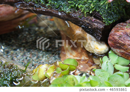 Aqua scape and terrarium small glass aquarium Aqua scape and terrarium small glass aquarium 46593861