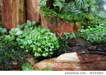 Aqua scape and terrarium small glass aquarium Aqua scape and terrarium small glass aquarium 46593863