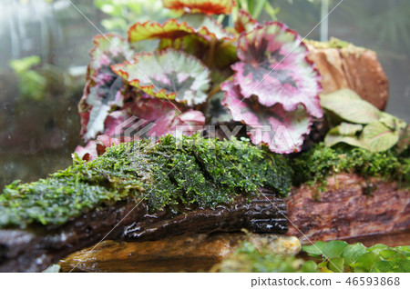 Aqua scape and terrarium  small glass aquarium 46593868