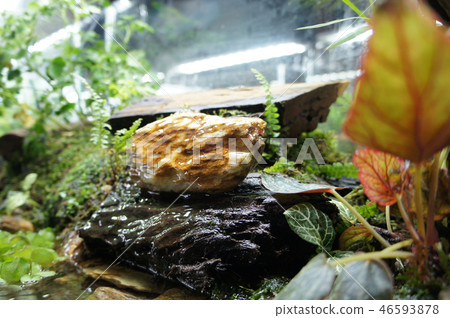 Aqua scape and terrarium  small glass aquarium 46593878