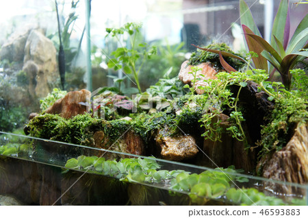 Aqua scape and terrarium  small glass aquarium 46593883