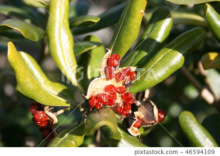 紅色水果 紅色水果 46594109