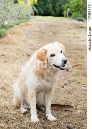 Brown color hybrid dog waiting for owner Brown color hybrid dog waiting for owner 46594536