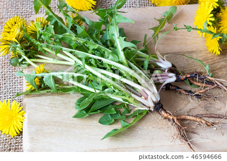 Whole dandelion plants with roots on a table Whole dandelion plants with roots on a table 46594666