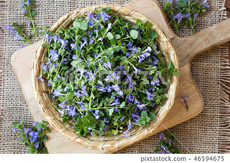 Ground-ivy in a wicker basket, top view Ground-ivy in a wicker basket, top view 46594675