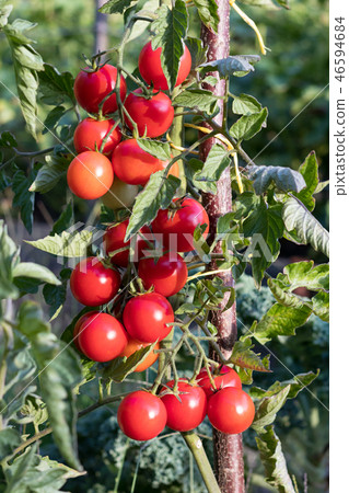 Ripe baby tomatos growing in the garden Ripe baby tomatos growing in the garden 46594684