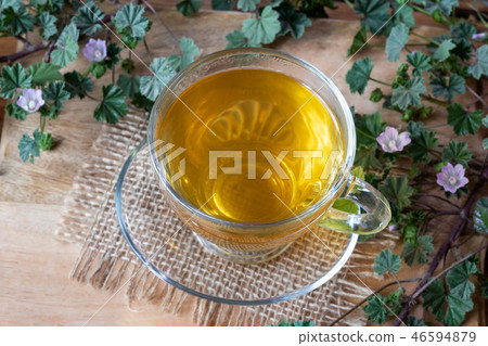 A cup of dwarf mallow tea with fresh plant A cup of dwarf mallow tea with fresh plant 46594879