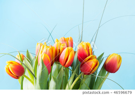 Bunch of red and yellow tulip flowers on blue. Bunch of red and yellow tulip flowers on blue. 46596679