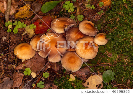 Armillaria summer (Kuehneromyces mutabilis) 46596865