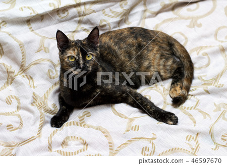 beautiful variegated brown cat in bed 46597670