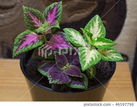 Coleus in a pot in bedroom in close up Coleus in a pot in bedroom in close up 46597798