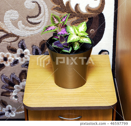 Coleus in a pot in the bedroom Coleus in a pot in the bedroom 46597799