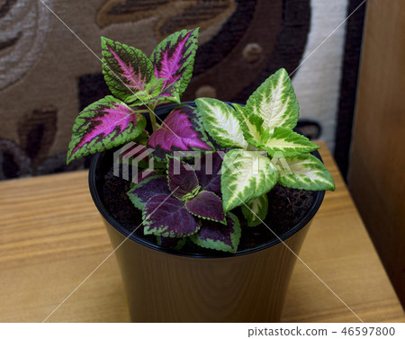 the flower of the Coleus in a pot on the table the flower of the Coleus in a pot on the table 46597800
