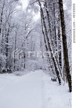 Winter trees in Russia 46599009