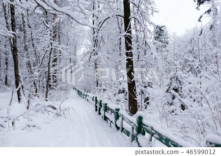 Winter trees in Russia 46599012