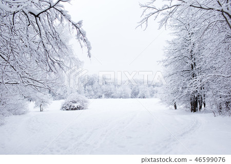 Winter trees in Russia 46599076