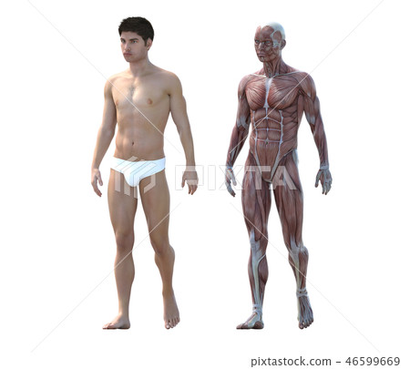 Male anatomy muscle 3DCG illustration material 46599669