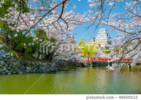 櫻花和姬路城堡 46600018