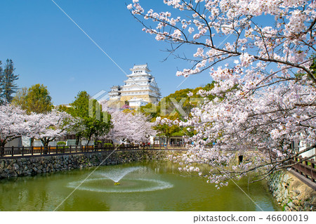 櫻花和姬路城堡 46600019